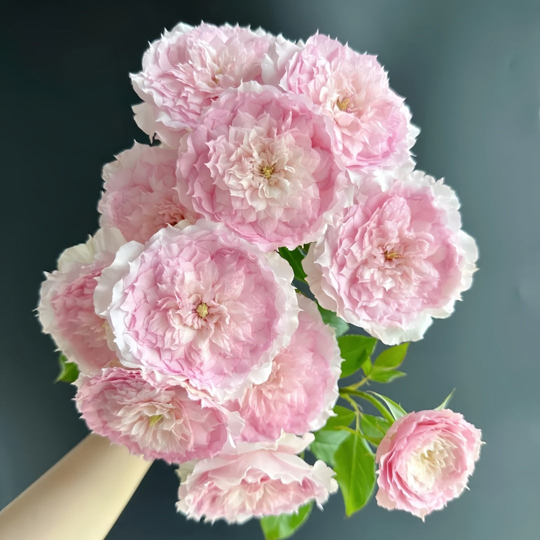 RongRongYue Rose