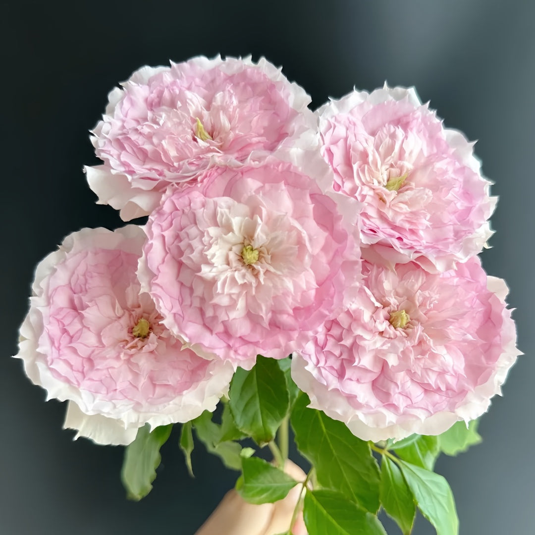 RongRongYue Rose