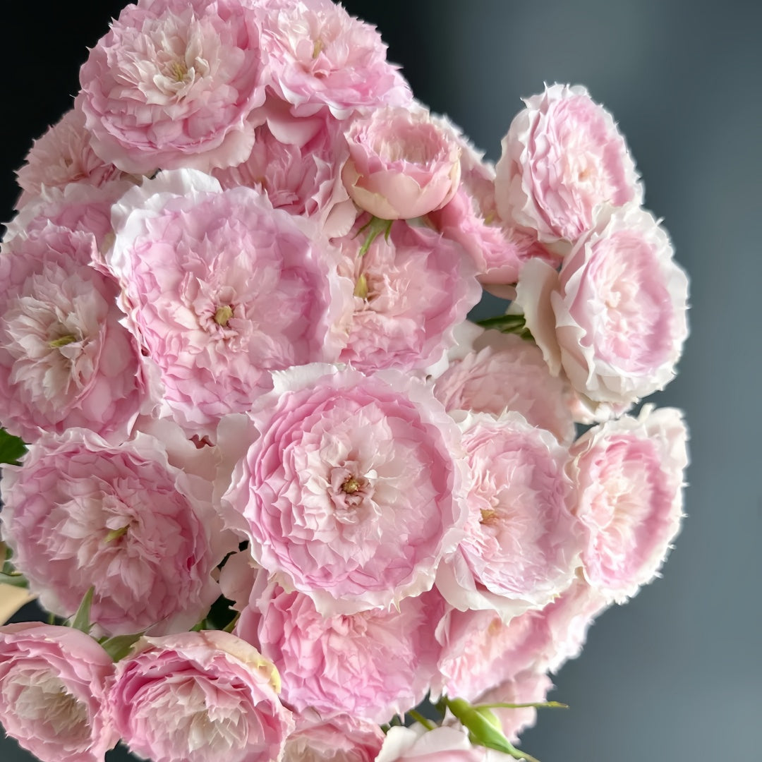 RongRongYue Rose