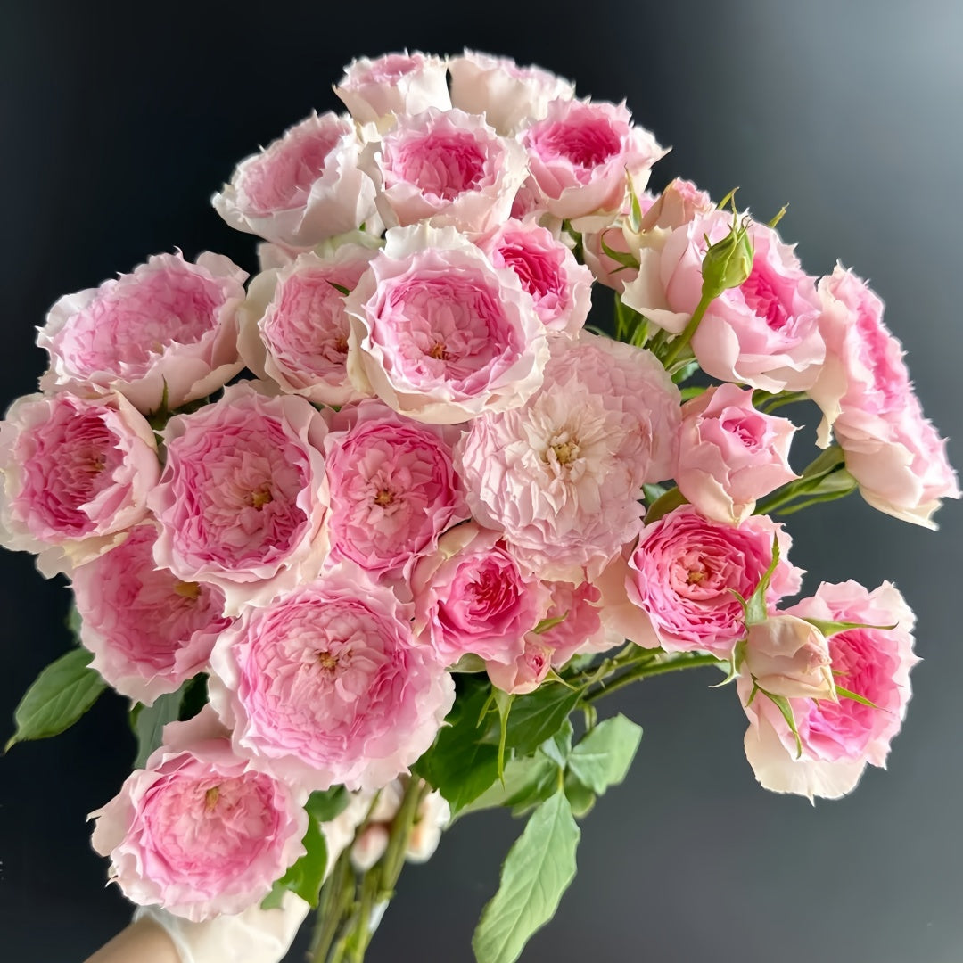RongRongYue Rose