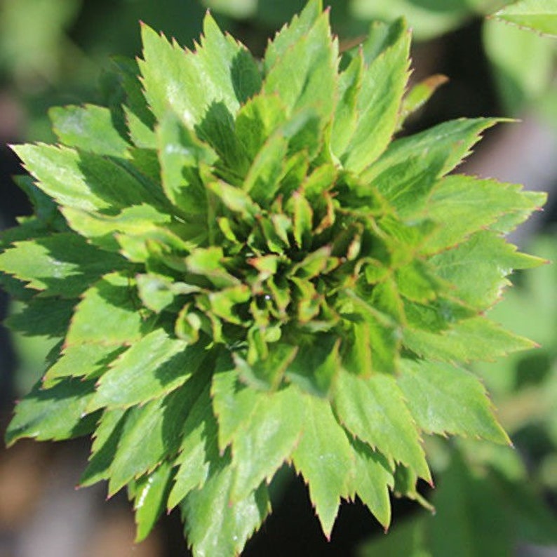 Rosa chinensis