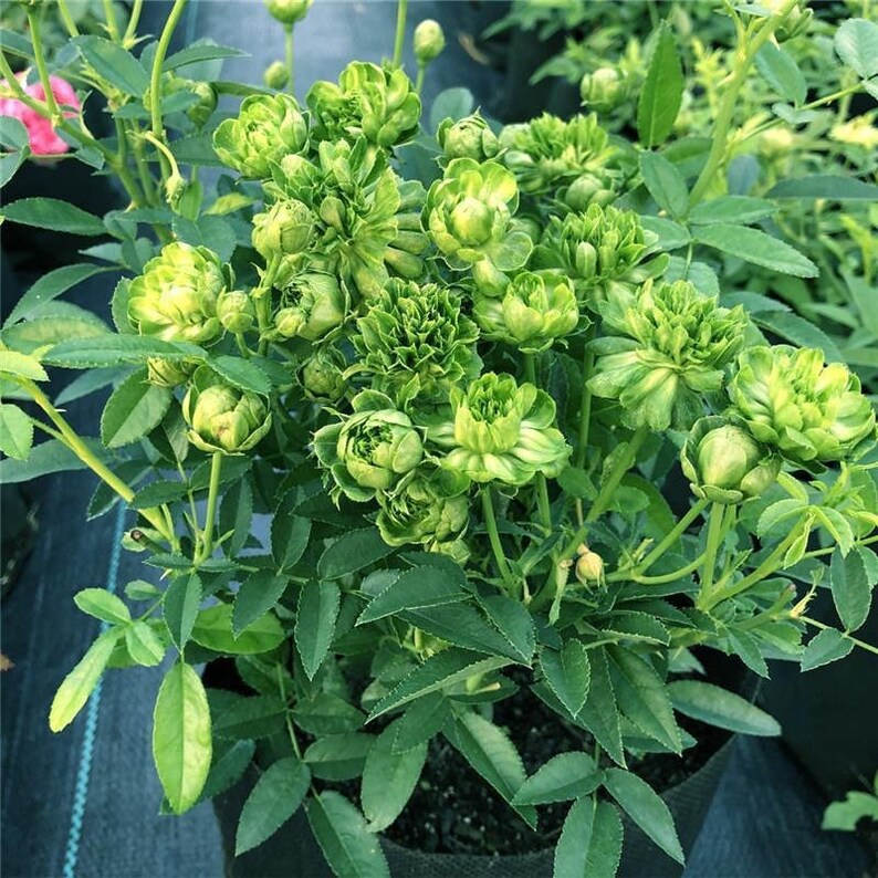 Rosa chinensis
