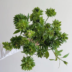 Rosa chinensis