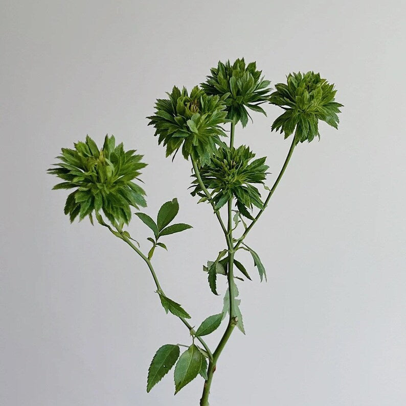 Rosa chinensis