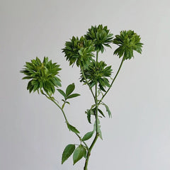 Rosa chinensis