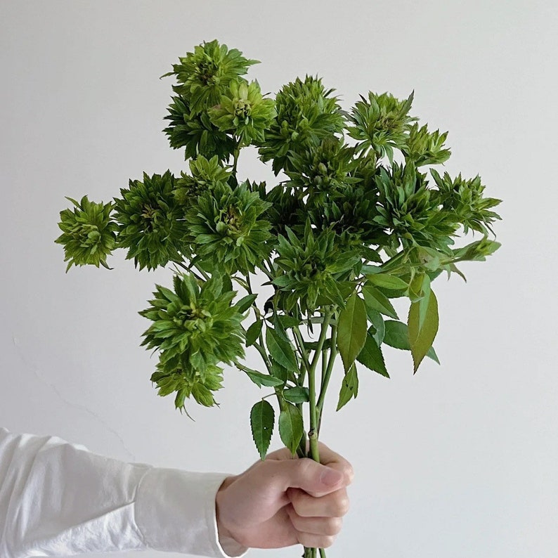 Rosa chinensis