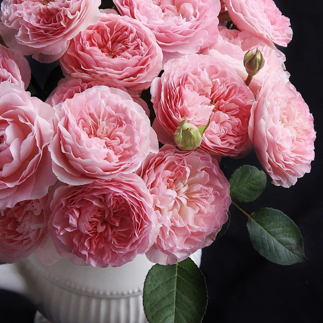 Rosalind rose