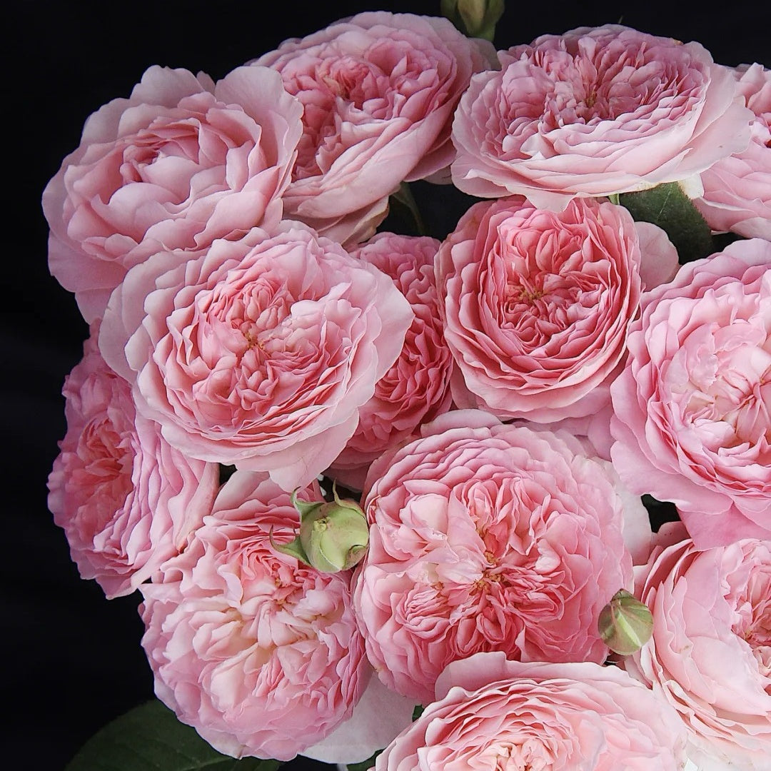 Rosalind rose