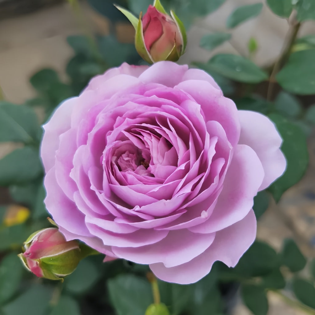 Rose Lapis Lazuli-青金石｜Japanese Shrub Rose. – Ergongzy Roses