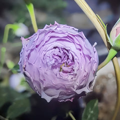 Rose Lapis Lazuli
