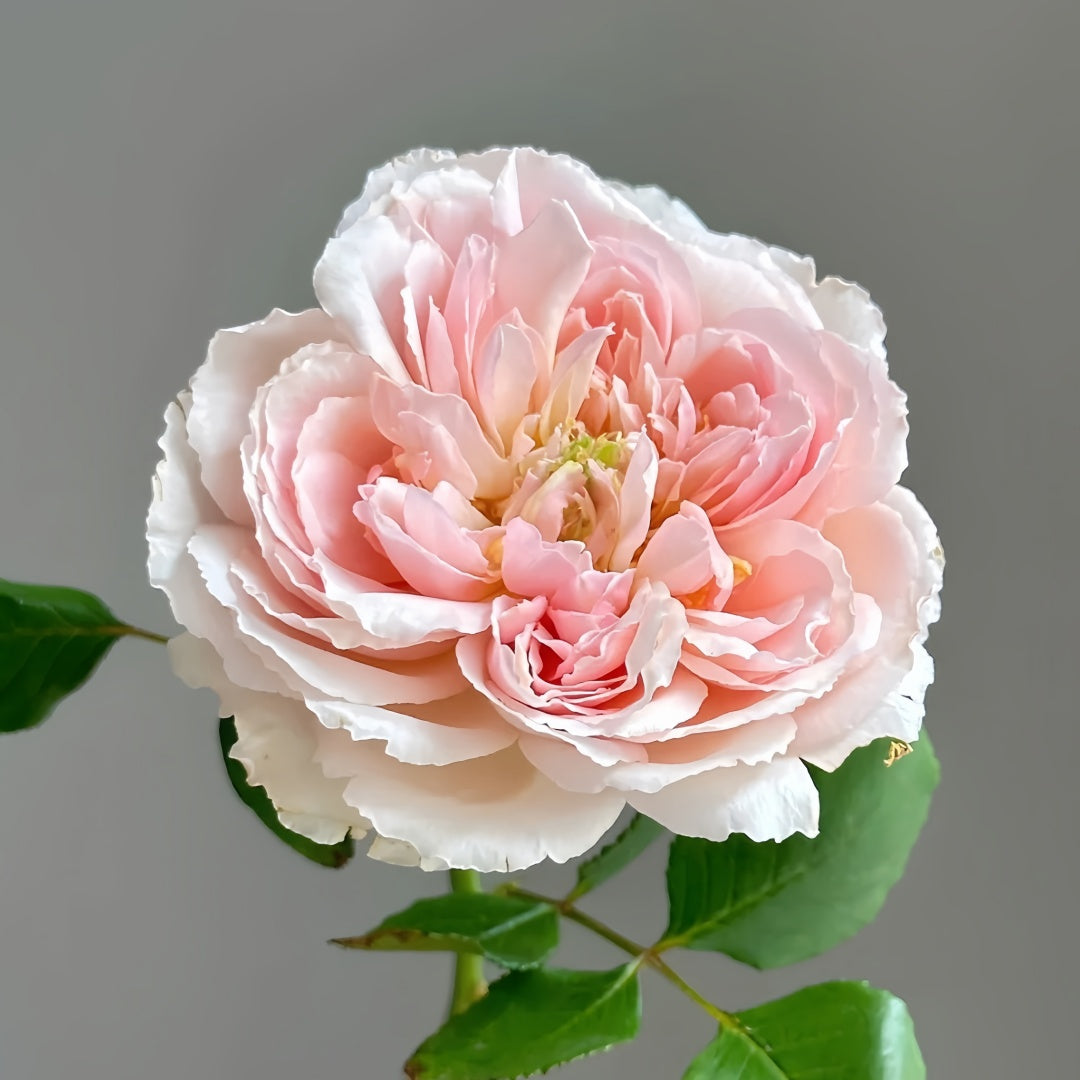 【ROSE☆ROSE】【2点まとめ】 SPJ171,Pas De Deux 双人芭蕾, Japanese Shrub Rose , Non