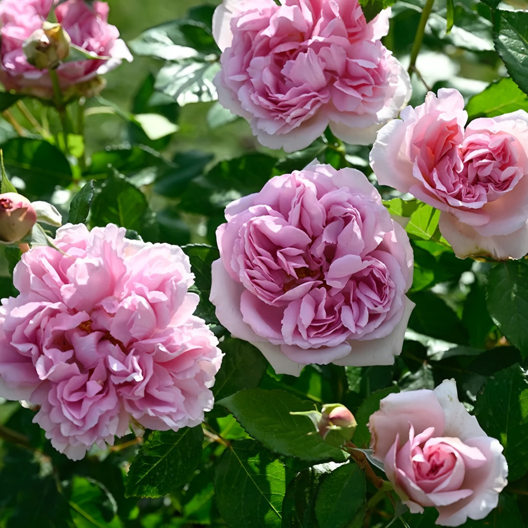 Rose Antoinette