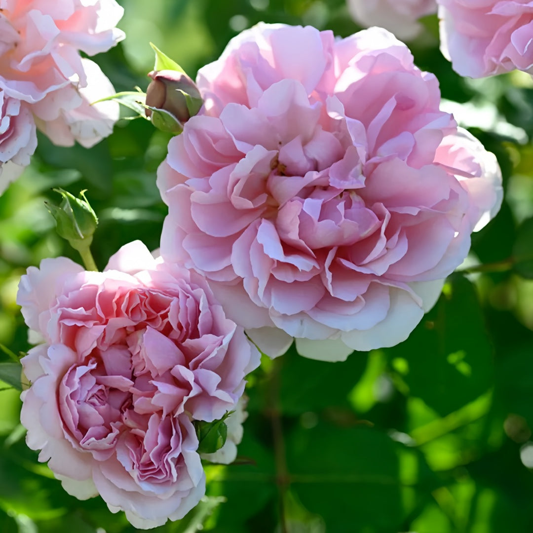 Rose Antoinette