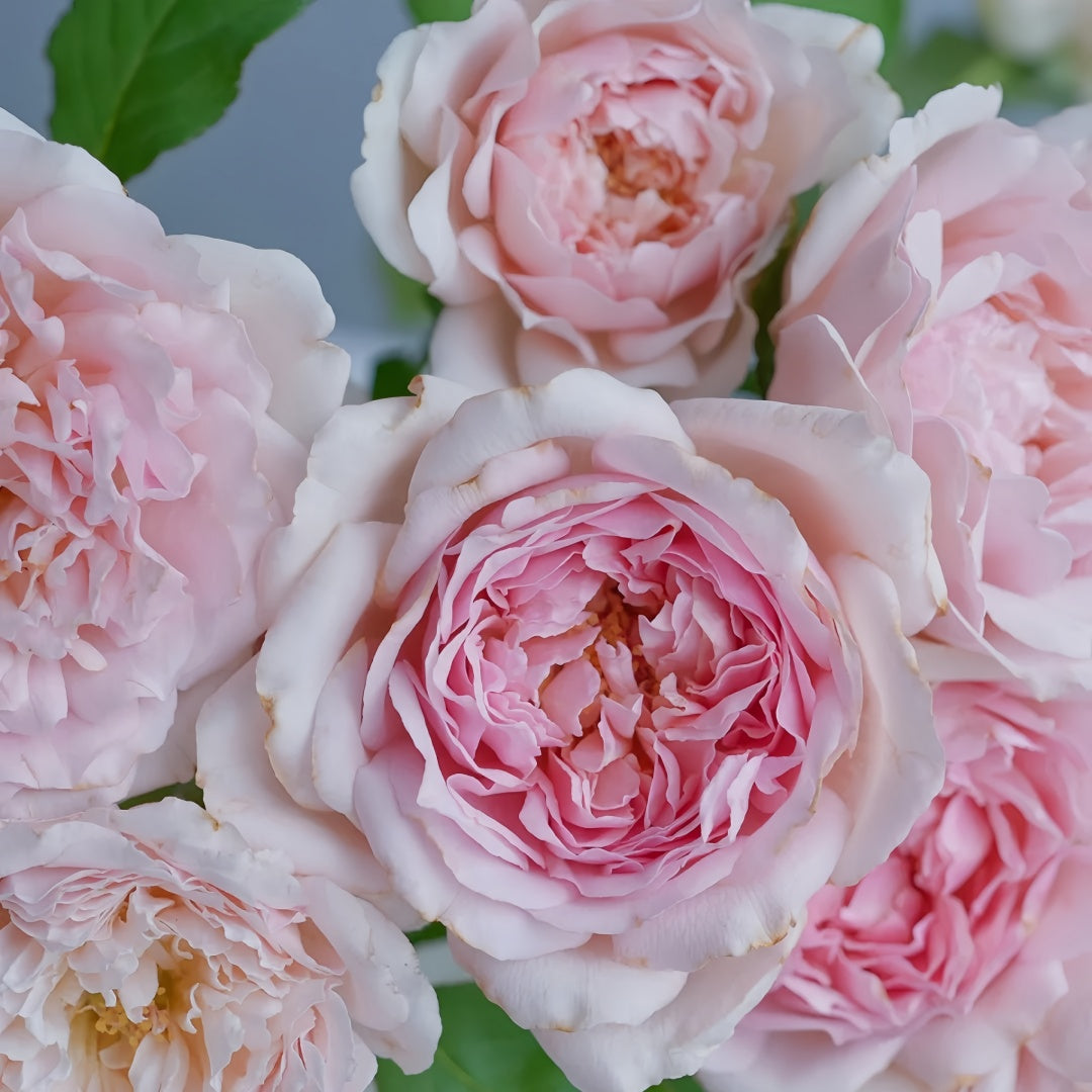Rose Antoinette