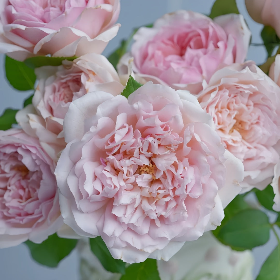 Rose Antoinette
