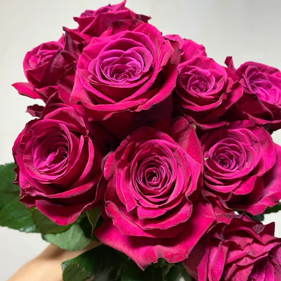 Roseberry Rose