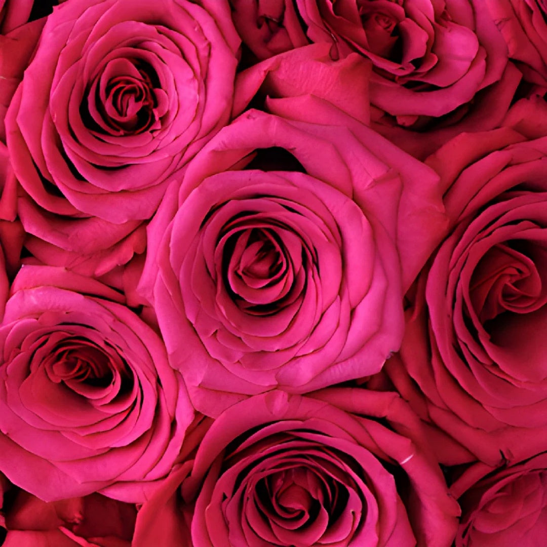 Roseberry Rose