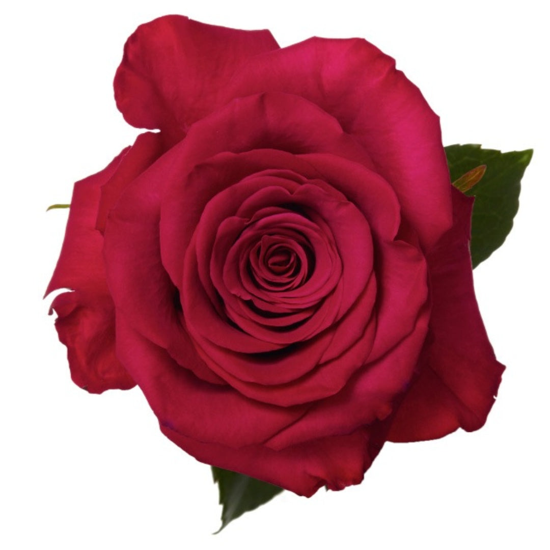 Roseberry Rose