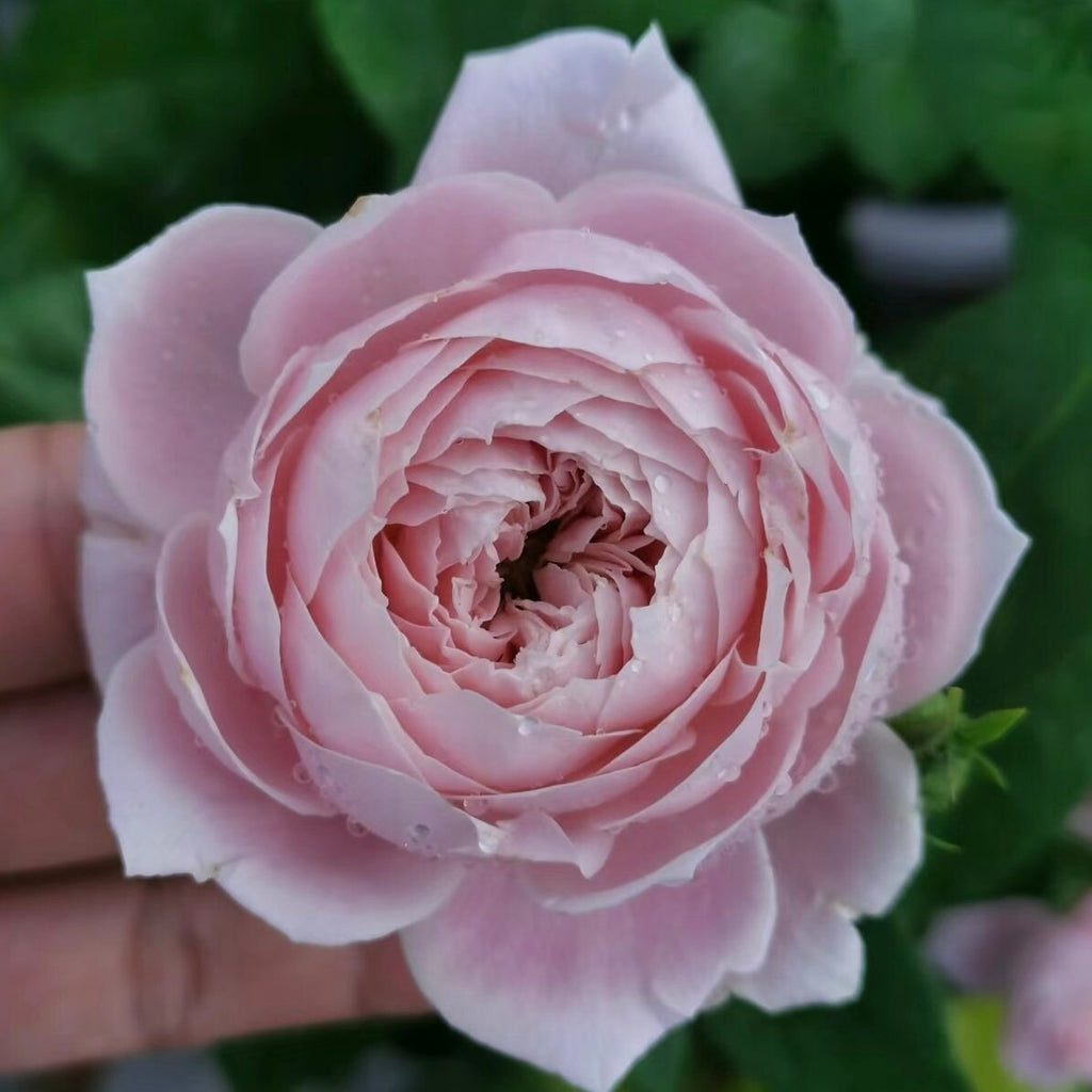 Roselyne Rose-罗斯林｜Japanese Shrub Rose – Ergongzy Roses