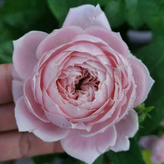 Roselyne Rose