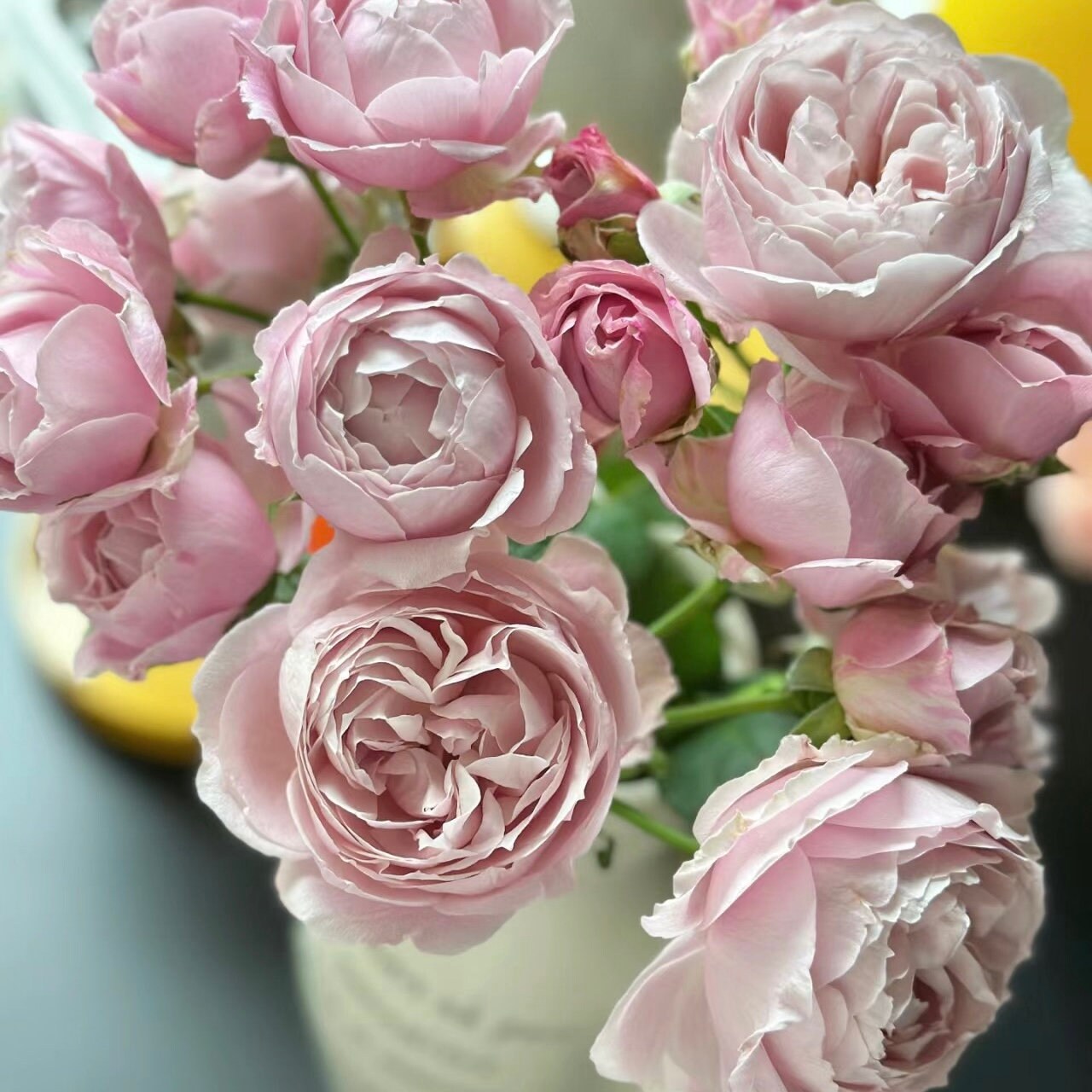 Roselyne Rose-罗斯林｜Japanese Shrub Rose – Ergongzy Roses