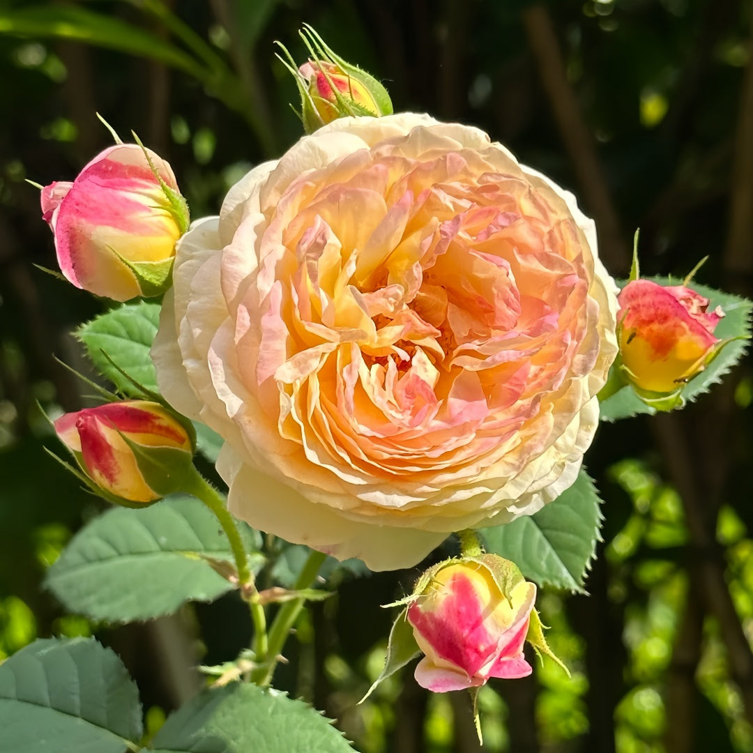 Rosomane janon Rose