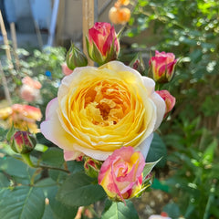 Rosomane janon Rose