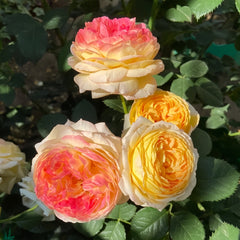 Rosomane janon Rose