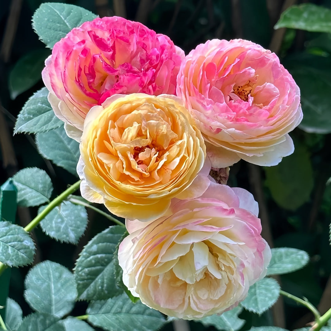 Rosomane janon Rose