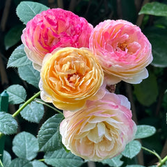 Rosomane janon Rose