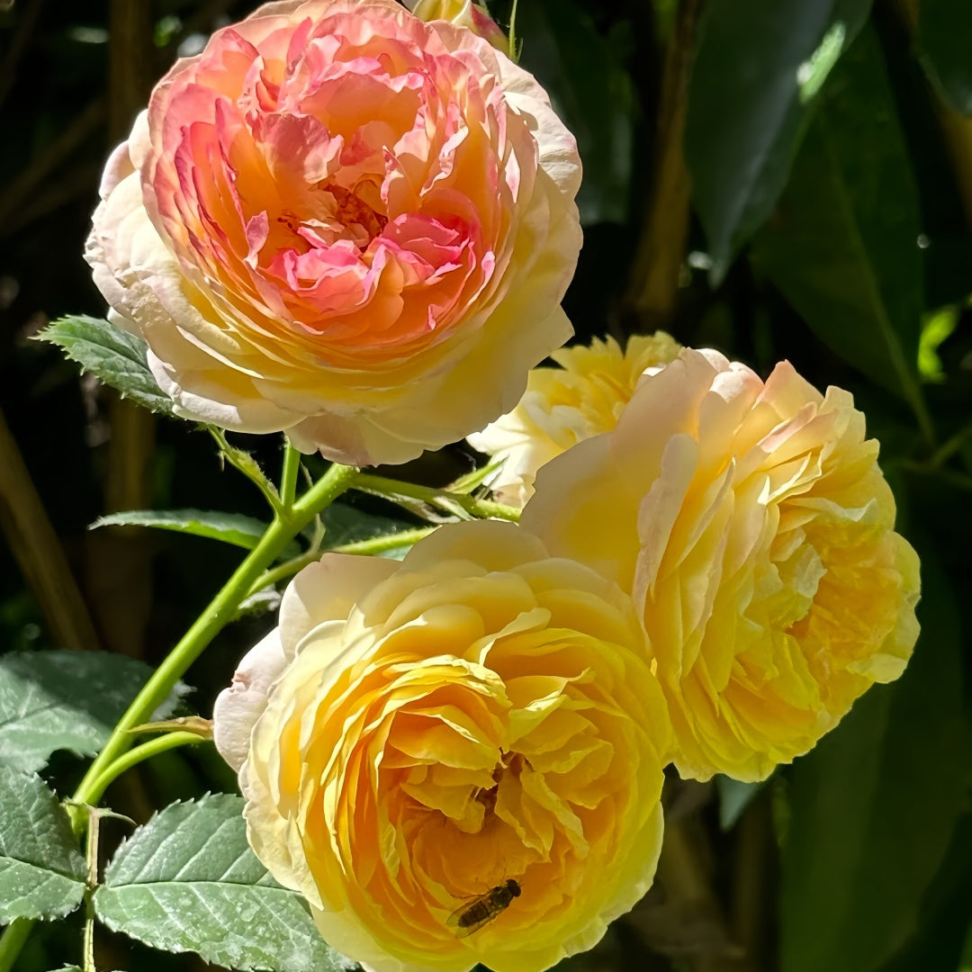 Rosomane janon Rose