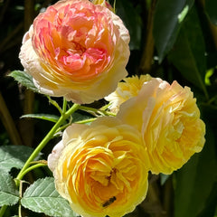 Rosomane janon Rose-罗曼尼詹森｜France Shrub Rose – Ergongzy Roses