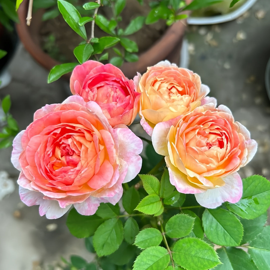Rosomane janon Rose