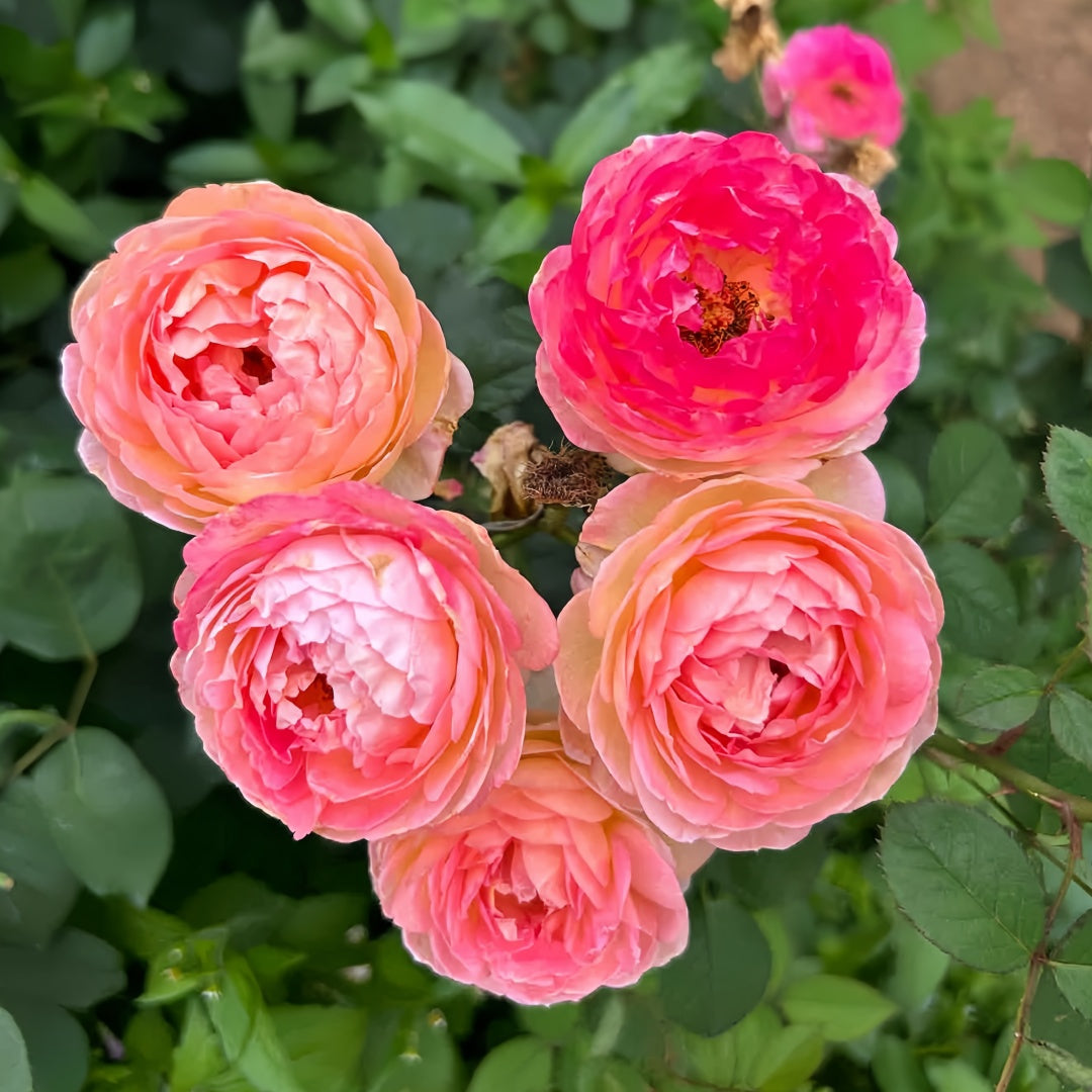 Rosomane janon Rose