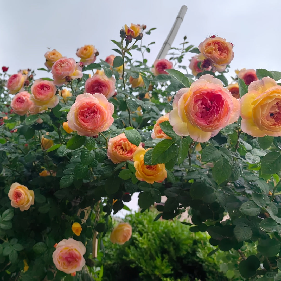 Rosomane janon Rose