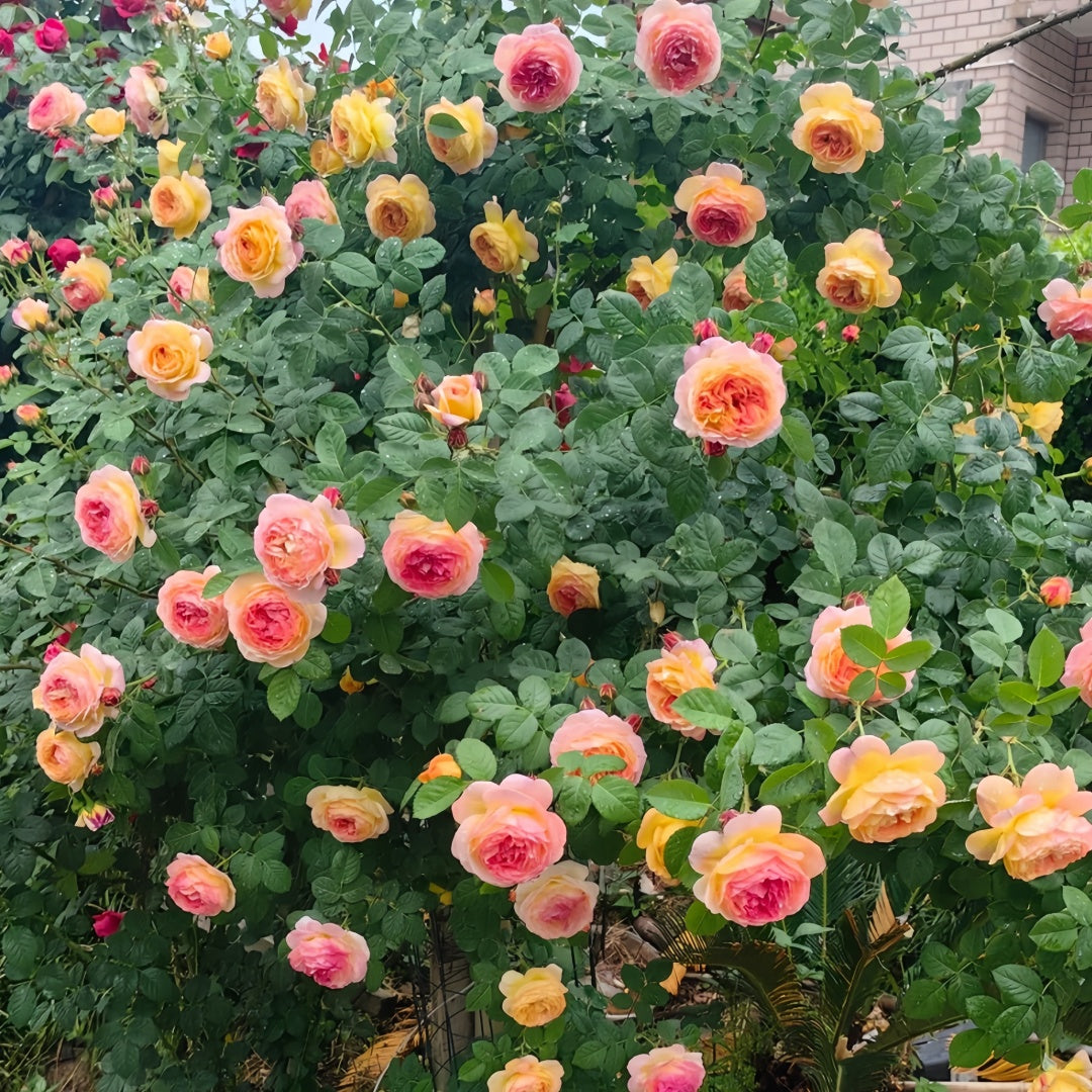 Rosomane janon Rose