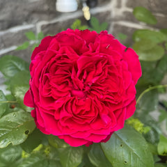 Rouge Royale Rose