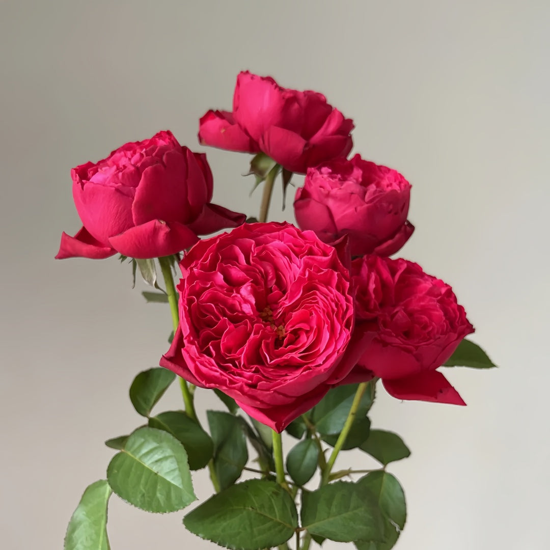Rouge Royale Rose