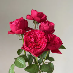 Rouge Royale Rose