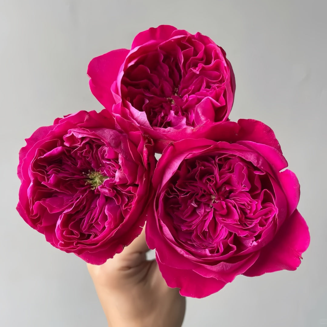Rouge Royale Rose