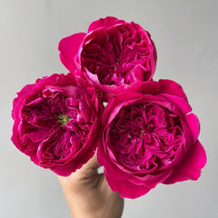 Rouge Royale Rose