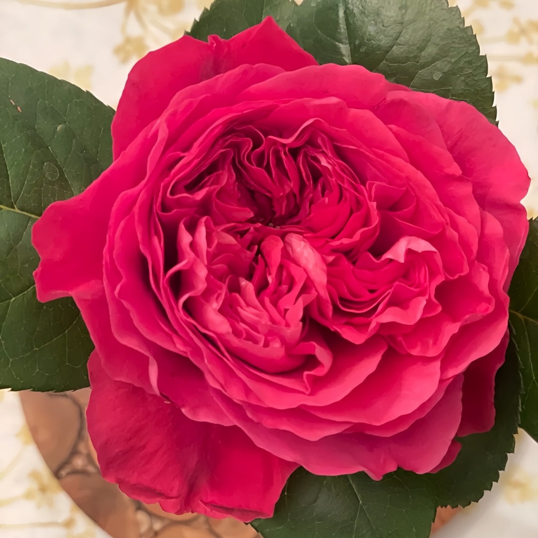 Rouge Royale Rose