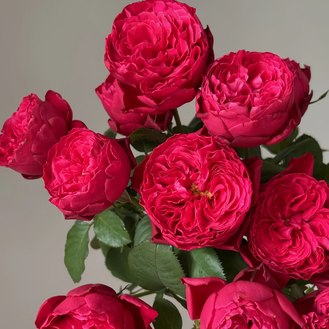 Rouge Royale Rose