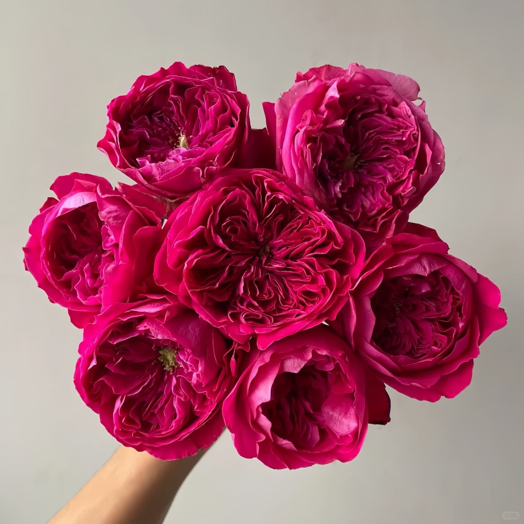 Rouge Royale Rose