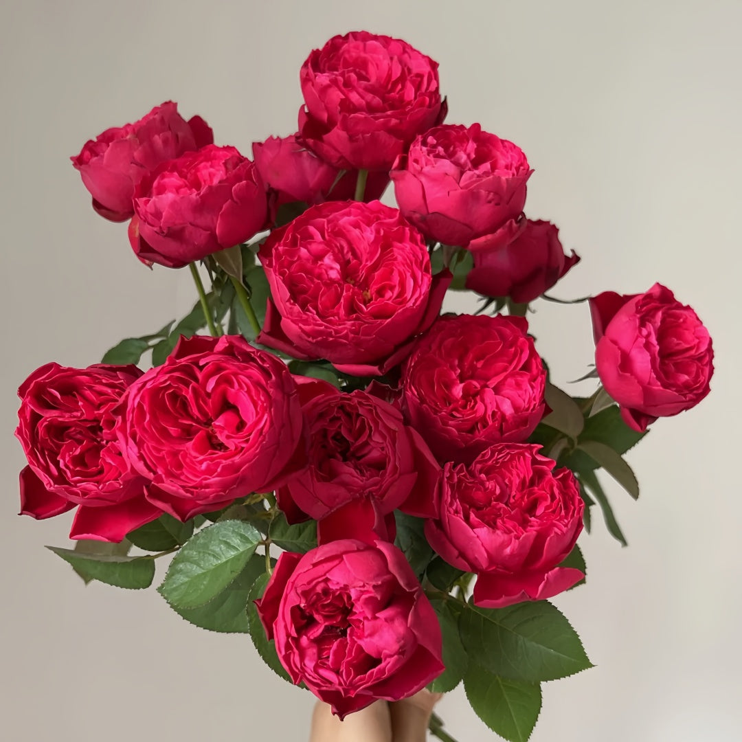 Rouge Royale Rose