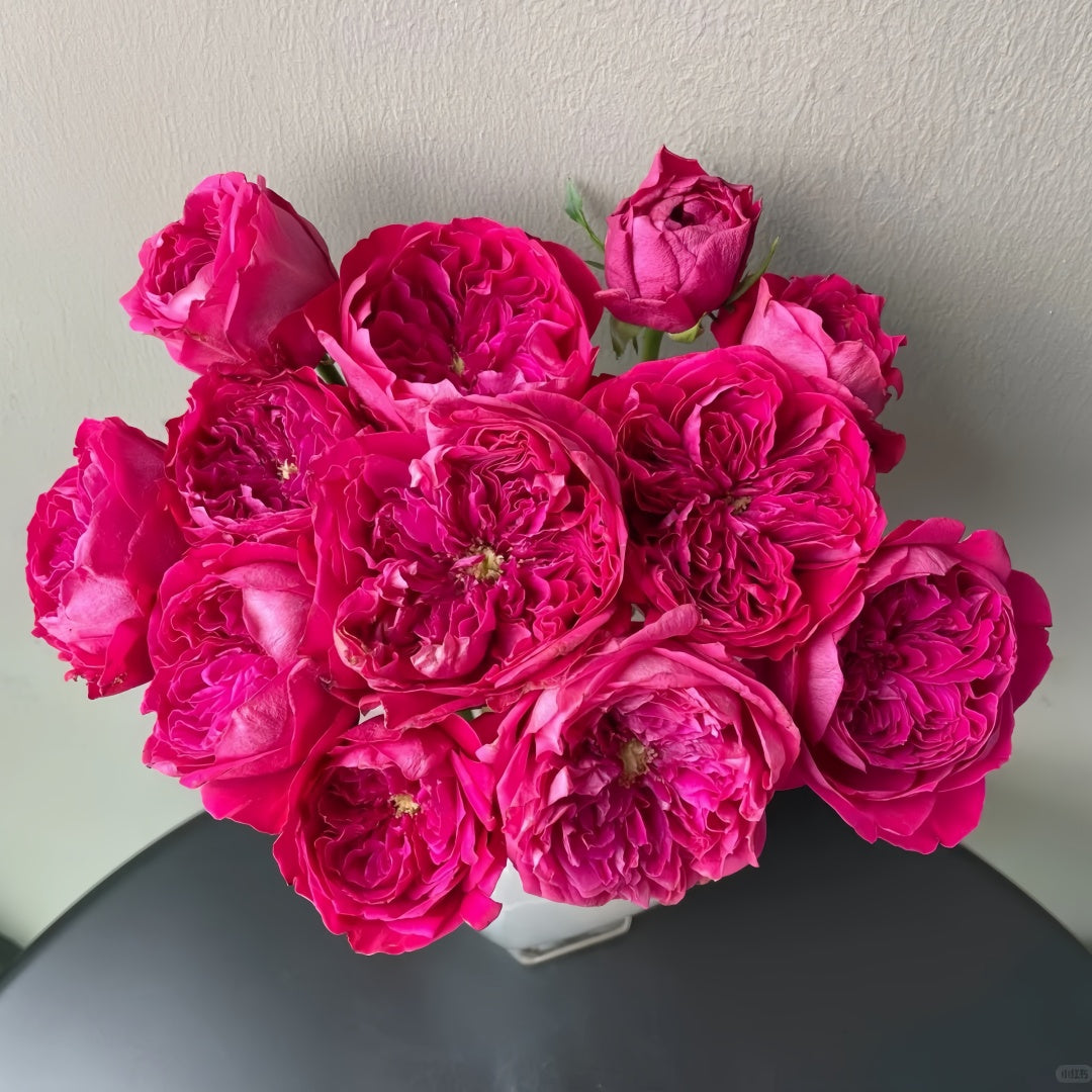 Rouge Royale Rose