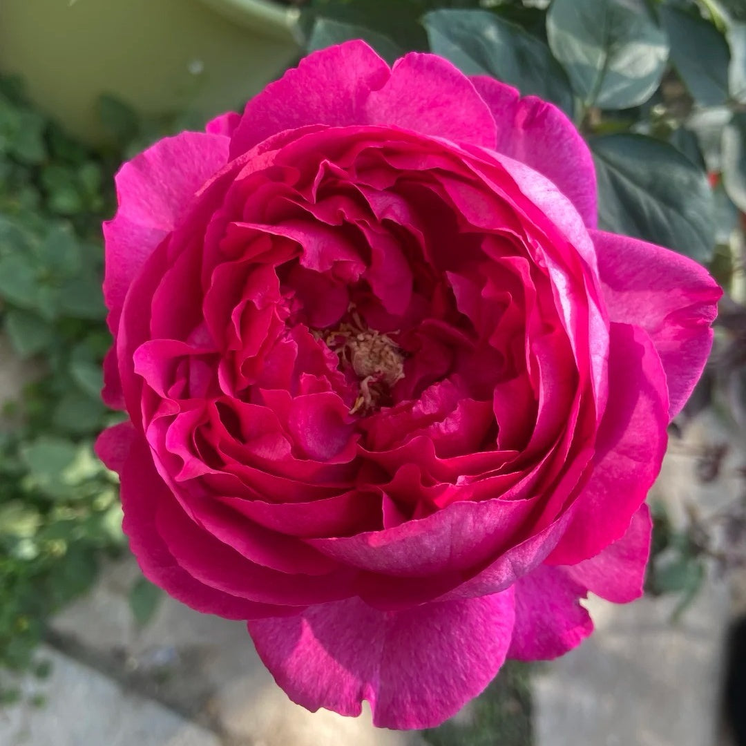 Rouge de Parfum
