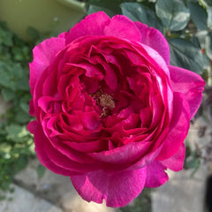 Rouge de Parfum