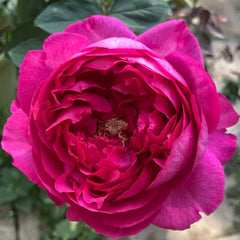 Rouge de Parfum