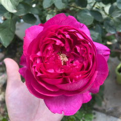 Rouge de Parfum